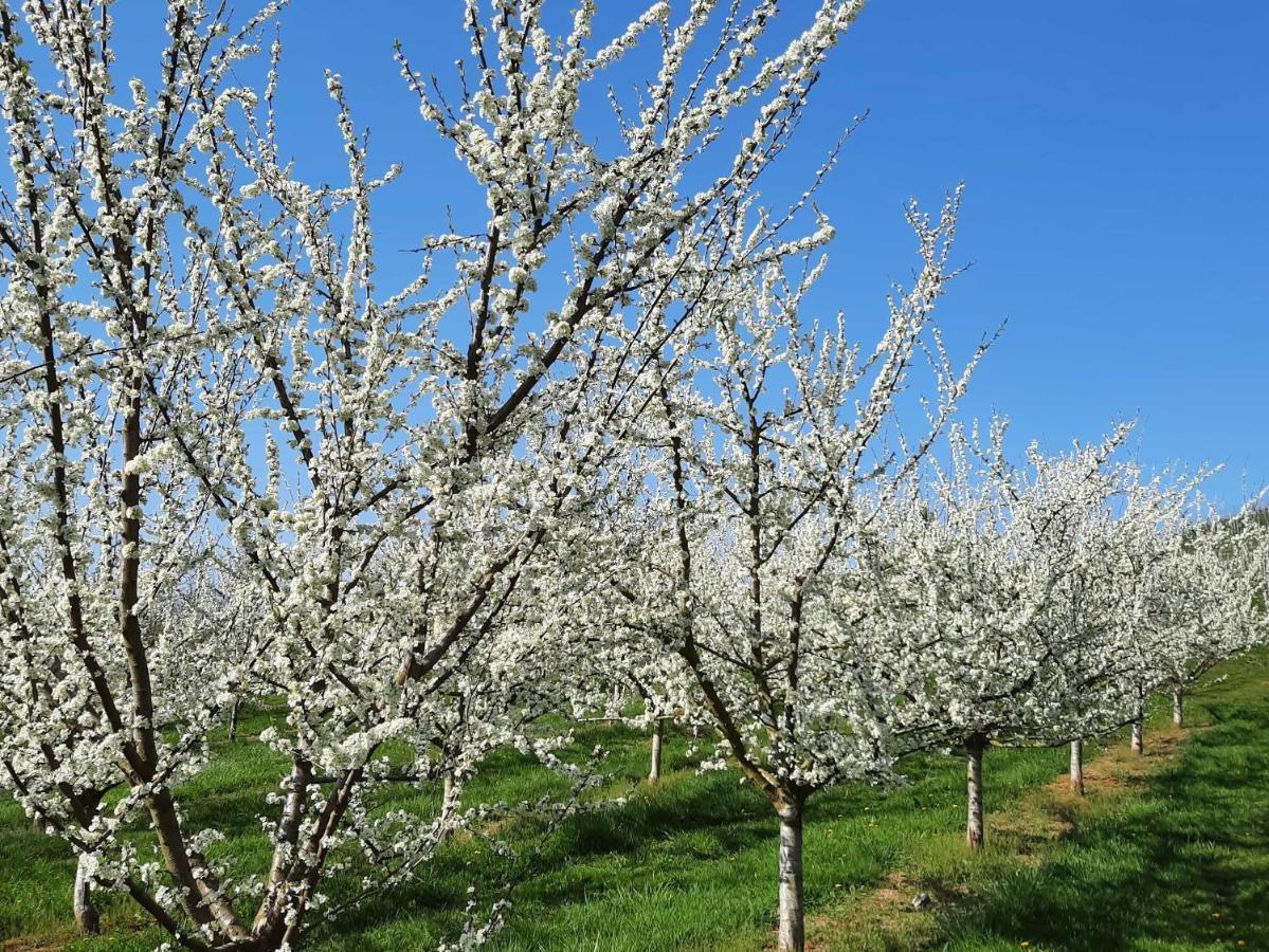 Ferienwohnung Am Weinberg Oberkirch  Ngoại thất bức ảnh