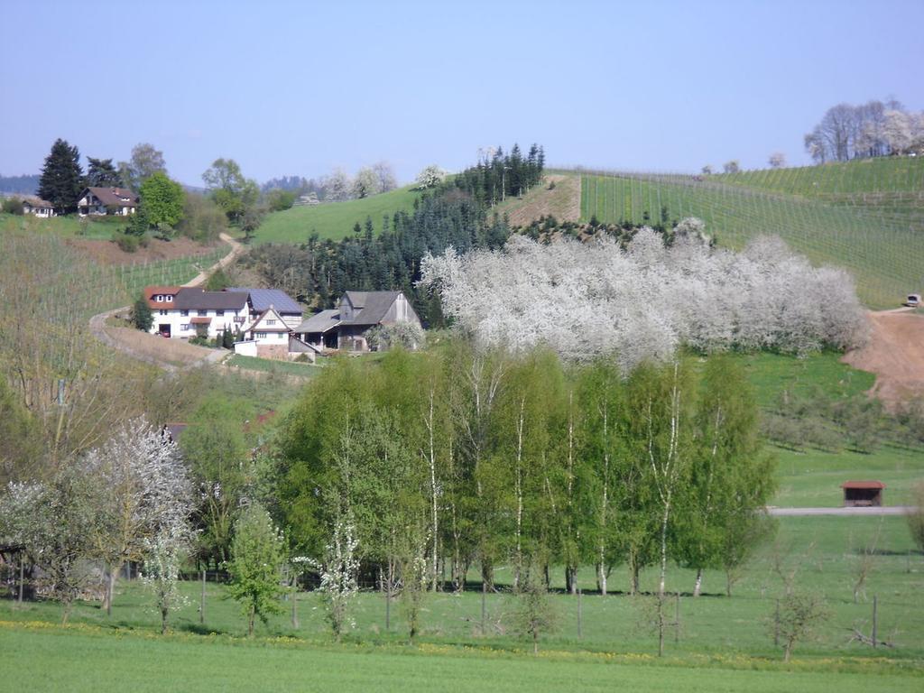 Ferienwohnung Am Weinberg Oberkirch  Ngoại thất bức ảnh